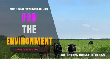 Ruminant Meat's Environmental Impact: A Hidden Climate Crisis