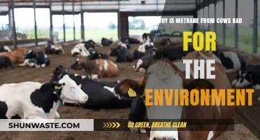 Cow Methane Emissions: A Hidden Climate Crisis Explained