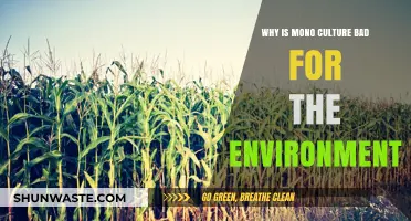 Monoculture's Environmental Impact: Biodiversity Loss and Ecosystem Vulnerability Explained