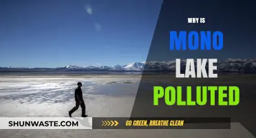 Mono Lake's Pollution Crisis: Causes, Impacts, and Urgent Solutions