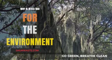 Moss Overgrowth: Uncovering Its Hidden Environmental Impacts and Risks