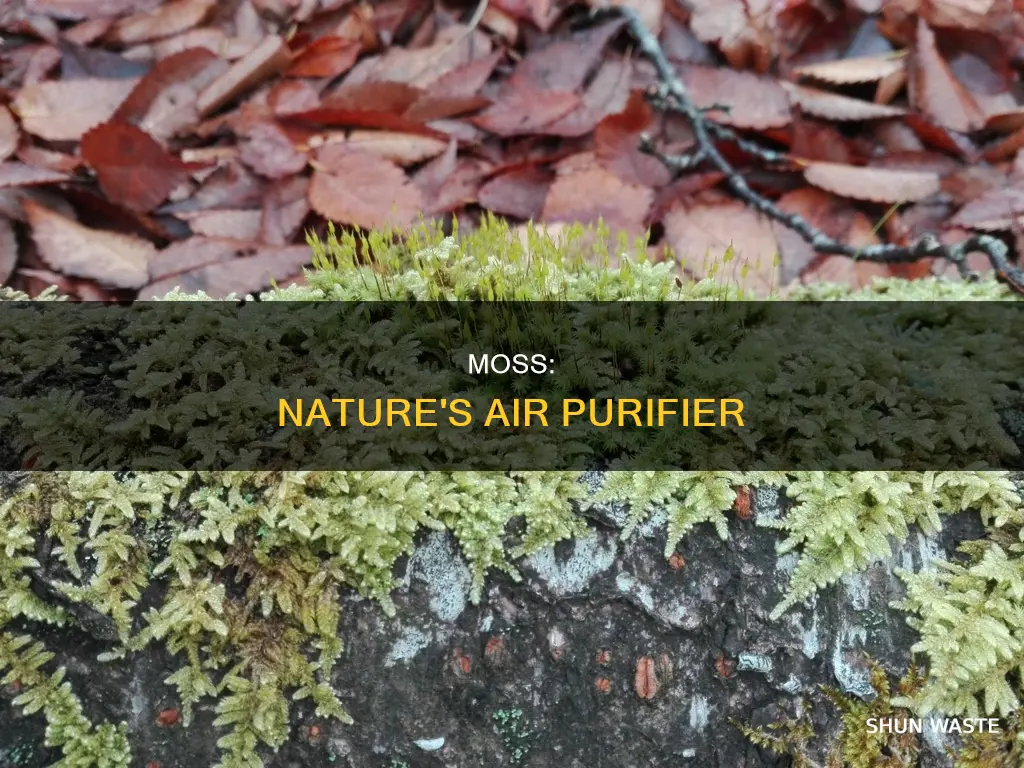 why is moss good at air pollution