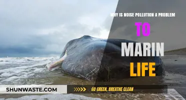 Ocean Silence at Risk: Noise Pollution's Threat to Marine Life
