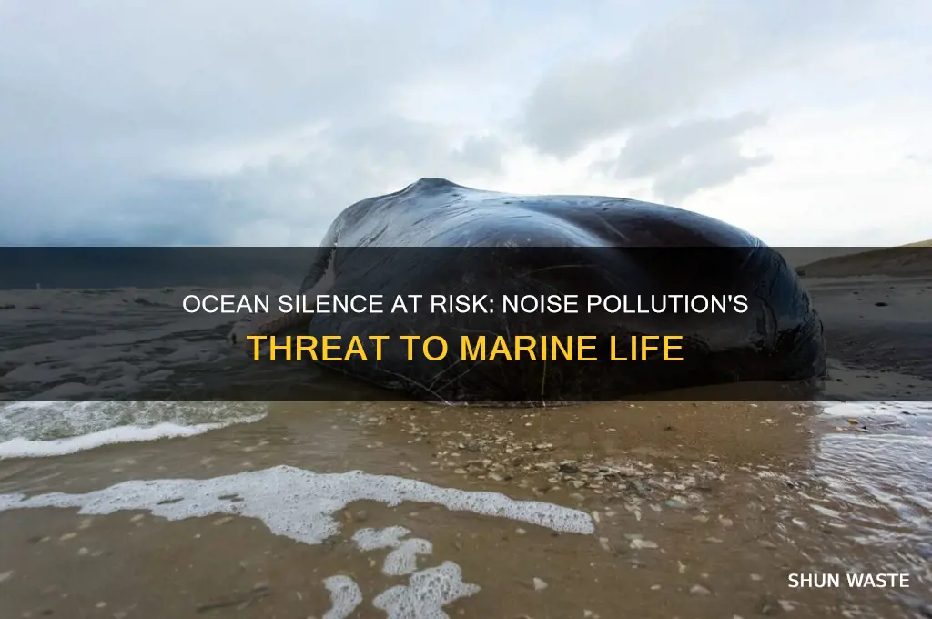 why is noise pollution a problem to marin life
