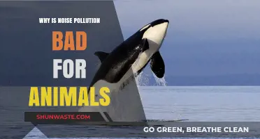 Noise Pollution's Harmful Impact on Wildlife: Understanding the Silent Threat