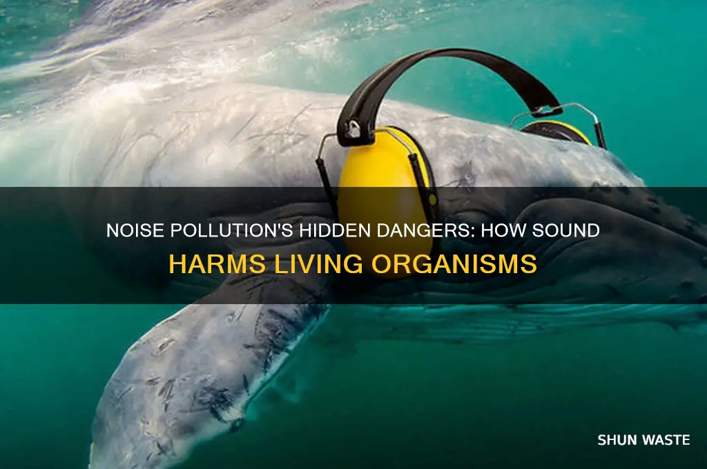 why is noise pollution dangerous to organisms
