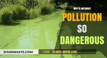 Nutrient Pollution's Hidden Dangers: Threats to Ecosystems and Human Health