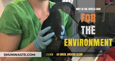 Devastating Impact: How Oil Spills Destroy Ecosystems and Wildlife