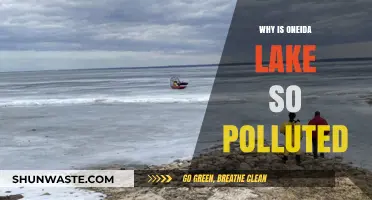 Oneida Lake's Pollution Crisis: Causes and Urgent Solutions Needed
