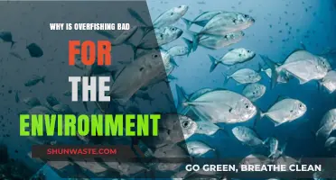 Overfishing's Devastating Impact: How It Destroys Marine Ecosystems and Planet