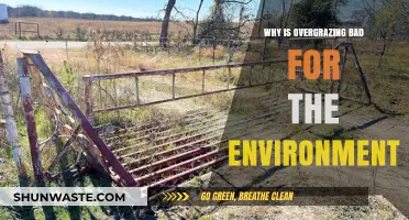 Overgrazing's Environmental Impact: Soil Erosion, Biodiversity Loss, and Ecosystem Decline