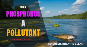 Phosphorus Pollution: Understanding Its Harmful Impact on Ecosystems