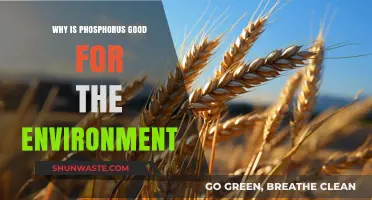 Phosphorus: Unlocking Environmental Benefits for Sustainable Ecosystems and Life