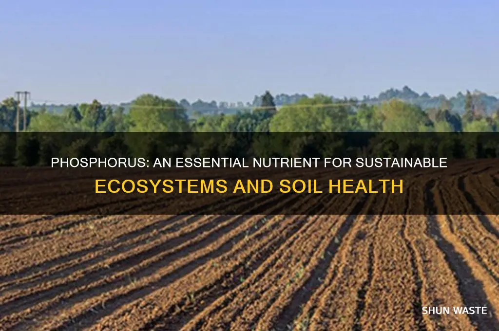 why is phosphourus good for the environment