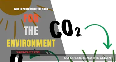 Photosynthesis: Earth's Green Lifeline for a Healthier Environment