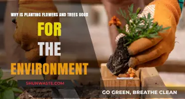 Planting Flowers and Trees: Boosting Ecosystems and Fighting Climate Change