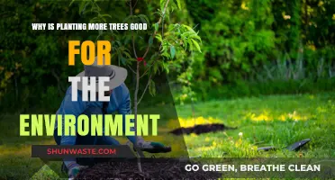 Planting Trees: A Powerful Solution for a Healthier Planet