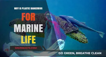 Plastic's Deadly Impact on Marine Life