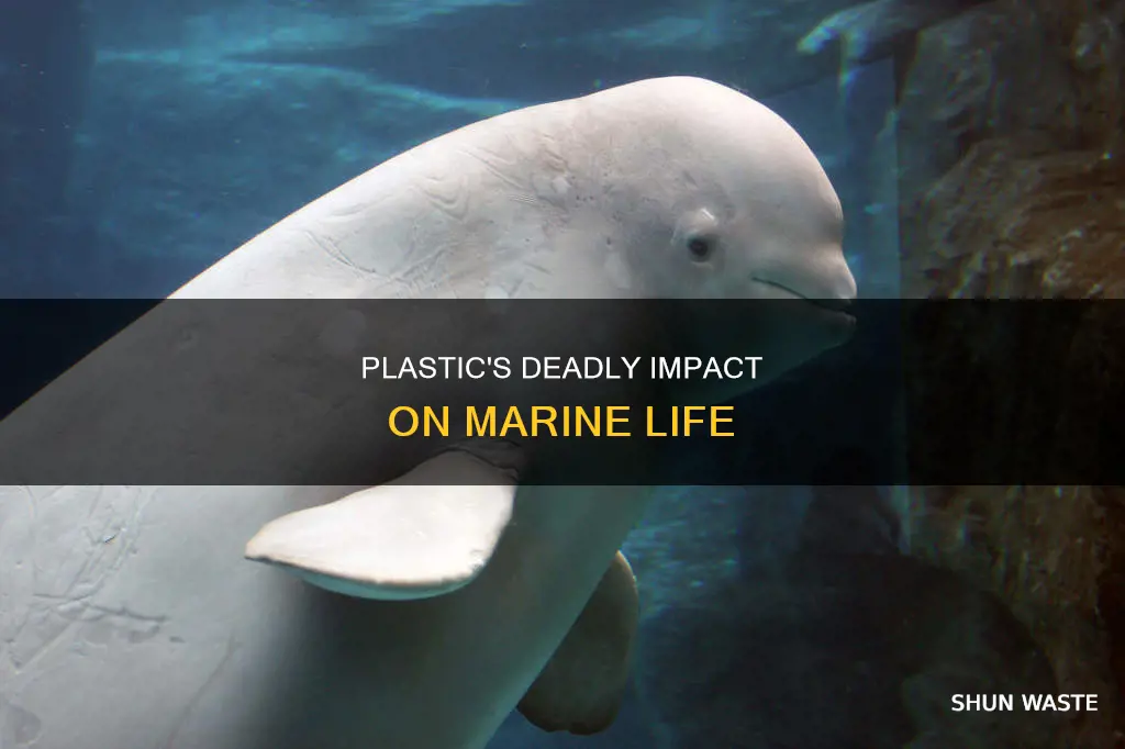 why is plastic dangerous for marine life