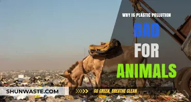 Plastic Pollution's Deadly Impact: How Animals Suffer from Our Waste