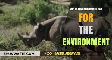 Rhino Poaching's Devastating Impact: Environmental Consequences and Ecosystem Disruption