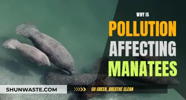 Manatees in Danger: Pollution's Impact on Marine Life