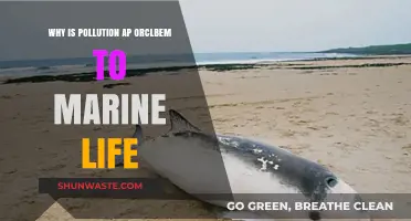 Pollution's Devastating Impact: How It Threatens Marine Ecosystems and Life