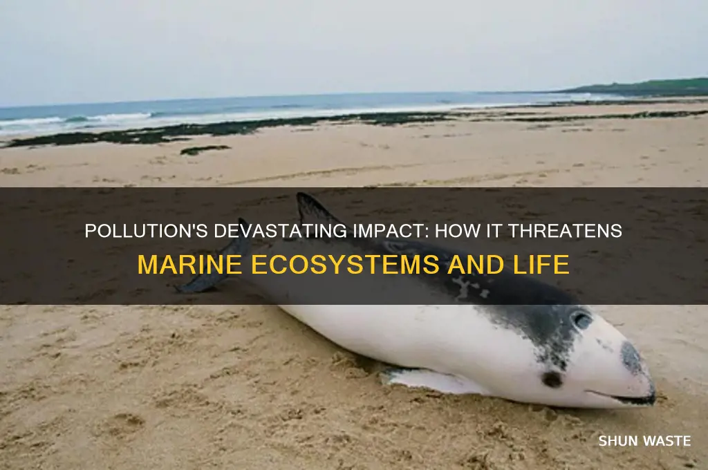 why is pollution ap orclbem to marine life