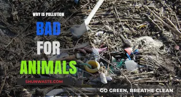 Pollution's Devastating Impact: How It Harms Animals and Ecosystems