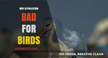 Pollution's Deadly Impact: How It Threatens Birds' Survival and Ecosystems