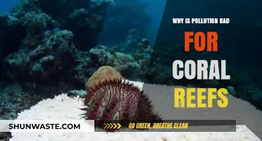 Pollution's Devastating Impact: How It Destroys Coral Reef Ecosystems
