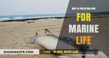 Pollution's Deadly Impact: How It Threatens Marine Ecosystems and Life