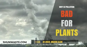 Pollution's Harmful Effects on Plant Health and Ecosystems Explained