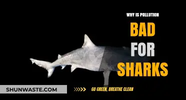 Pollution's Deadly Impact: How Contaminants Threaten Shark Survival