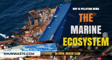 Pollution's Devastating Impact: How It's Destroying Our Marine Ecosystems