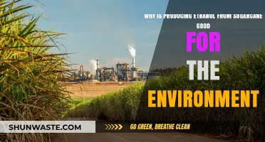 Sugarcane Ethanol: A Sustainable Fuel Choice for Greener Future
