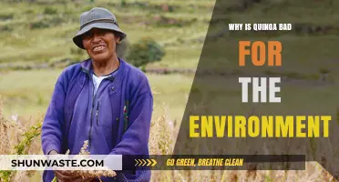 Quinoa's Environmental Impact: Unsustainable Farming Practices and Global Demand