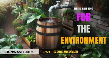 Rain's Vital Role: Boosting Ecosystems, Water Cycles, and Environmental Health