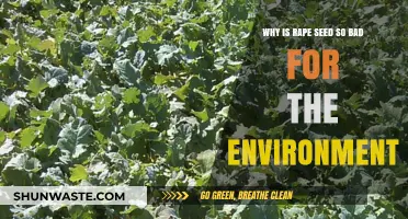 Rape Seed's Environmental Impact: Uncovering the Hidden Ecological Costs