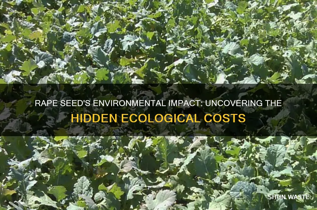why is rape seed so bad for the environment