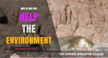 Red Foxes: Unsung Heroes in Maintaining Ecosystem Balance and Health