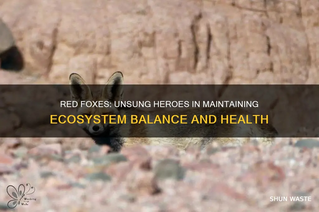 why is red fox help the environment