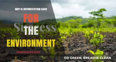 Reforestation's Environmental Benefits: Healing Ecosystems and Combating Climate Change