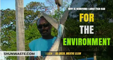 Removing Large Fish: Harmful Impacts on Marine Ecosystems and Biodiversity