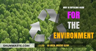 Recycling's Environmental Impact: Benefits, Sustainability, and a Greener Future