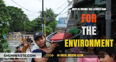 Rising Sea Levels: Devastating Environmental Impacts and Urgent Solutions Needed