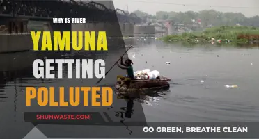 Why River Yamuna Suffers: Uncovering the Causes of Its Pollution