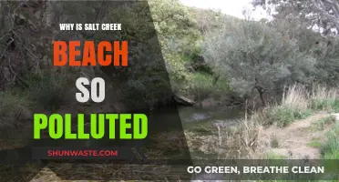 Salt Creek Beach Pollution Crisis: Causes, Impacts, and Solutions Explored