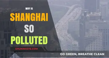 Shanghai's Smog: Unraveling the Causes of Severe Air Pollution