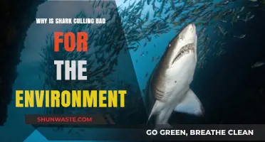 Shark Culling's Devastating Impact on Marine Ecosystems and Biodiversity